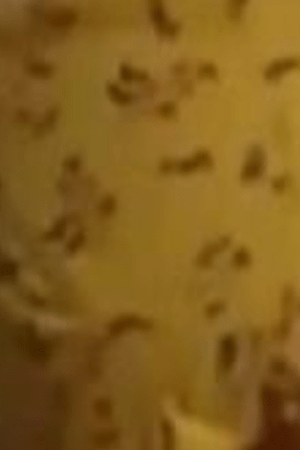 Bokep Indo - Bini Udah Berselimut Diganguin Aja Diajak Ngewe - Poster