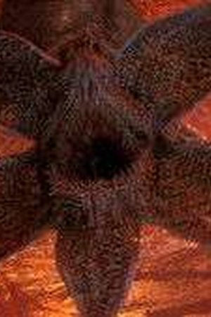 Stranger Things Season 5 Episode 2 - Poster